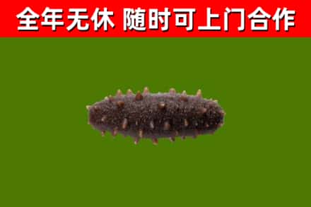原阳县烟酒回收干海参.jpg
